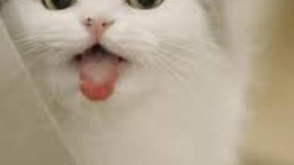 Meong Puzzel screenshot