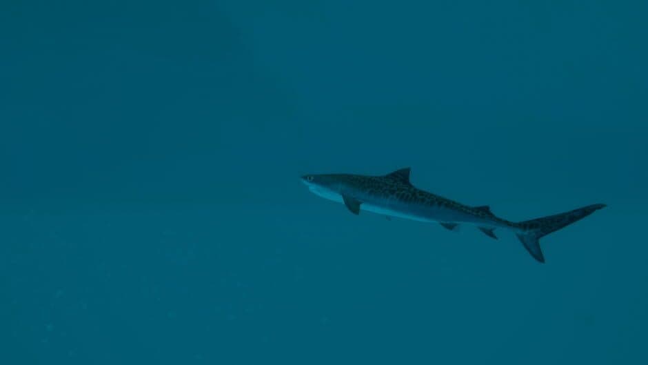Ultimate Fishing Simulator 2 screenshot