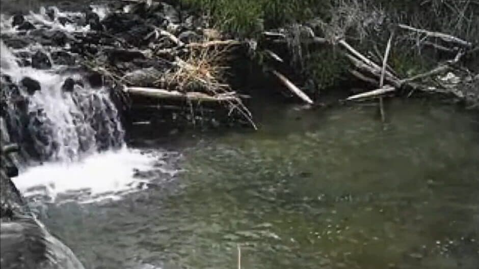 Reel Fishing screenshot