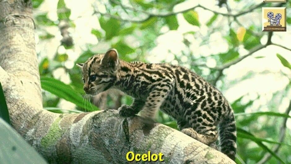 Discovering Endangered Wildlife screenshot