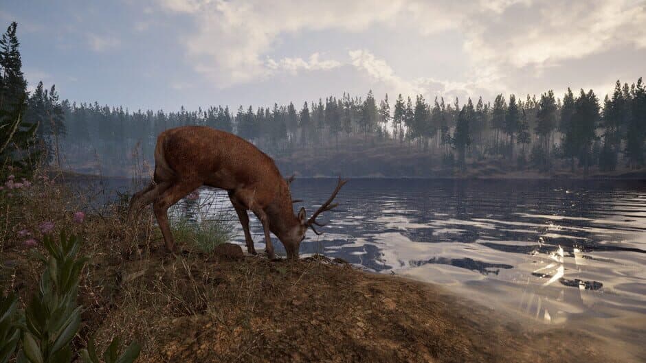 Online: 404 screenshot