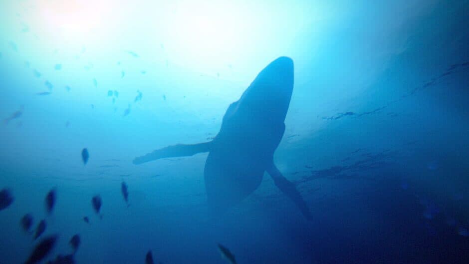 Under the Waves screenshot