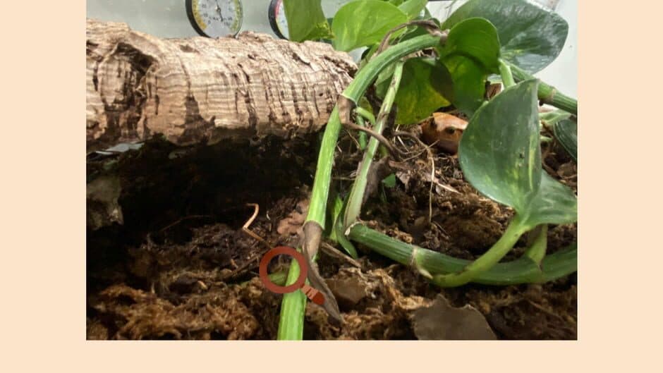 Find-a-frog screenshot