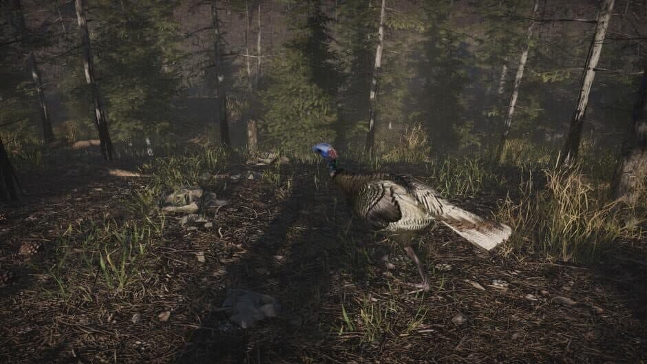 Pro Turkey Hunting screenshot